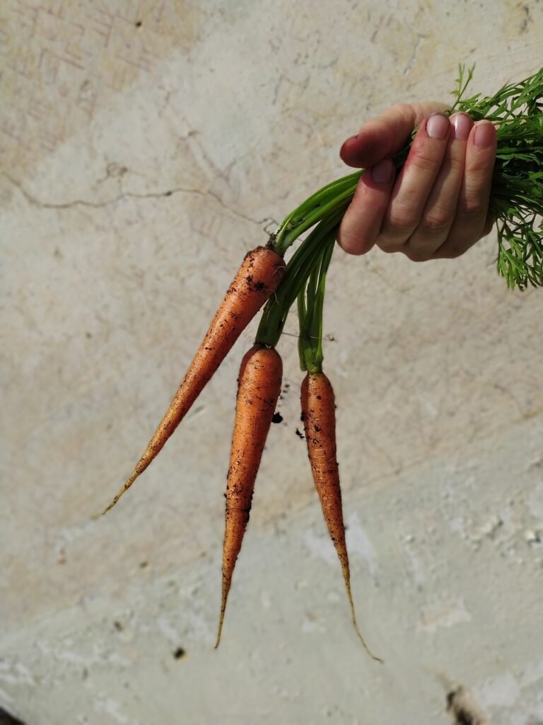 carrots, vegetables, harvest-5956002.jpg