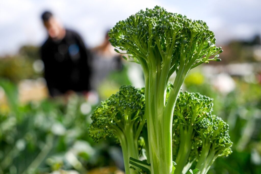 broccoli, vegetable, plant-5904954.jpg