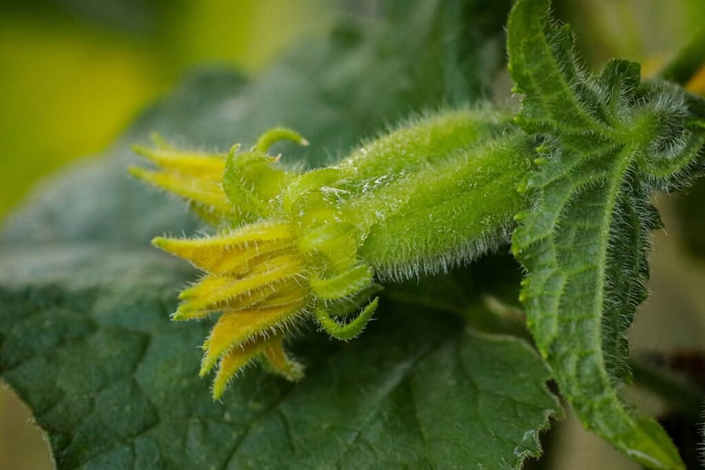 cucumber, flower, foliage-7346506.jpg