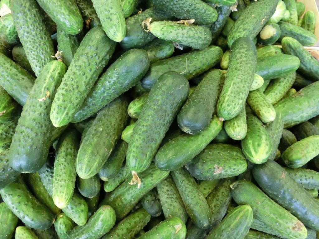 cucumbers, vegetables, healthy-379886.jpg