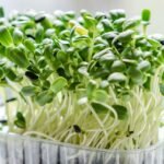 microgreen, sprouts, plants-6688950.jpg