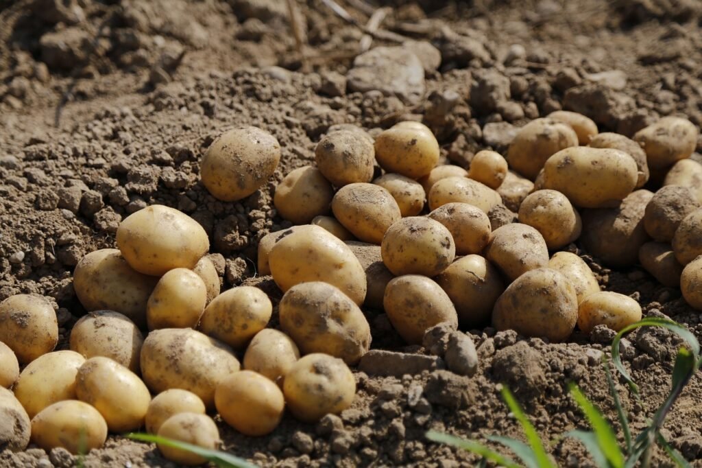 potato, agriculture, food-983788.jpg